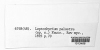Leptothyrium palustre image